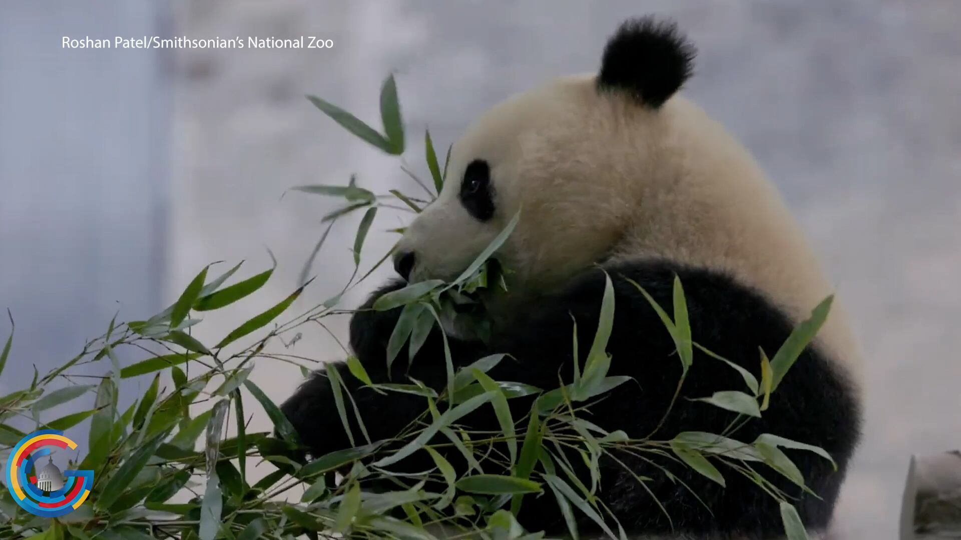 Giant pandas to return to National Zoo - Vimarsana News