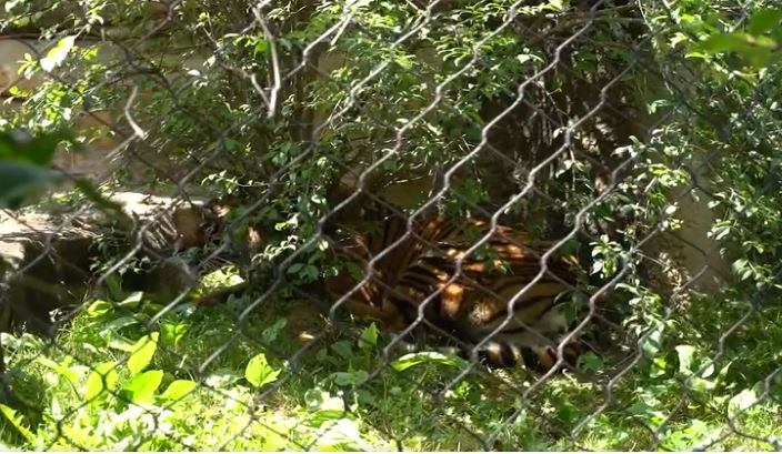 Mesker Park Zoo welcomes new tiger - Vimarsana News