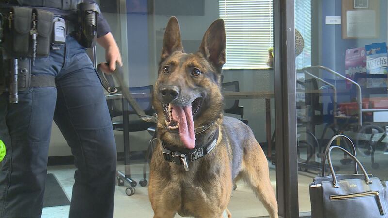 Police tell us K-9 Jax, like most of the K-9 units with Lexington Police, is trained to...