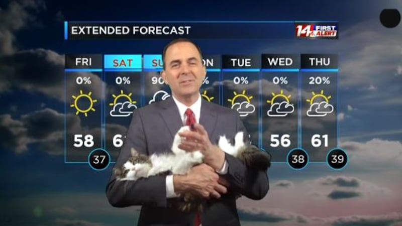 Betty the Weather Cat