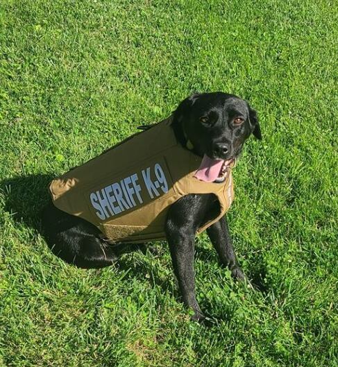 Sheriff's Office K9 receives bullet/stab protective vest - Vimarsana News